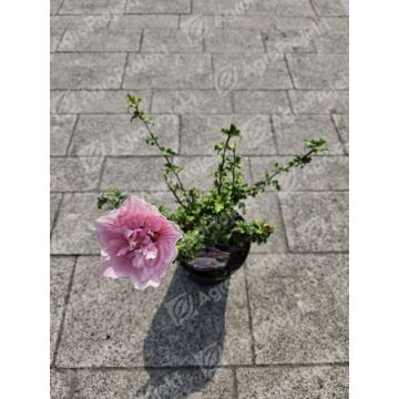 Hibiskus syryjski PINK CHIFFON 'Jwnwood4'