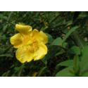 Dziurawiec 'Hidcote'