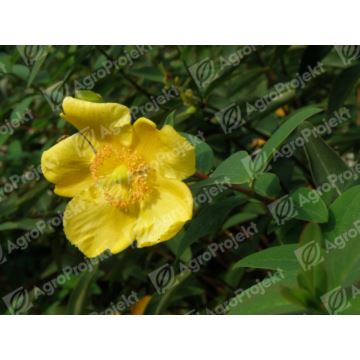 Dziurawiec 'Hidcote'
