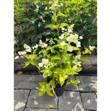 Hortensja bukietowa 'Pink Lady'