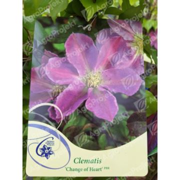 Powojnik 'Change of Heart' PBR Clematis