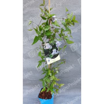 Powojnik 'Crispa Angel'
