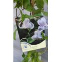 Powojnik 'Crispa Angel'