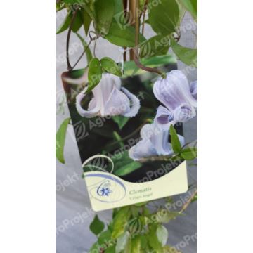 Powojnik 'Crispa Angel'