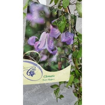 Powojnik 'Fairy Slippers'