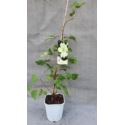 Powojnik 'Moonlight'