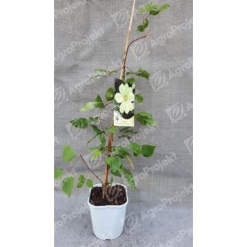 Powojnik 'Moonlight'