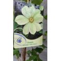 Powojnik 'Moonlight'