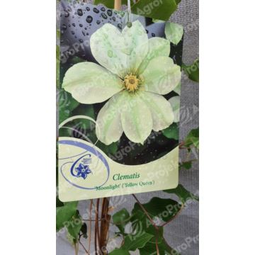 Powojnik 'Moonlight'