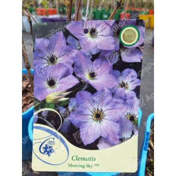Powojnik 'Morning Sky' PBR Clematis