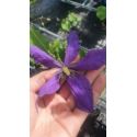 Powojnik 'Skyfall'