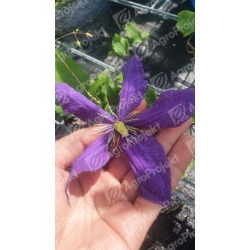 Powojnik 'Skyfall'