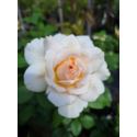 Róża wielkowiatowa 'Chandos Beauty'