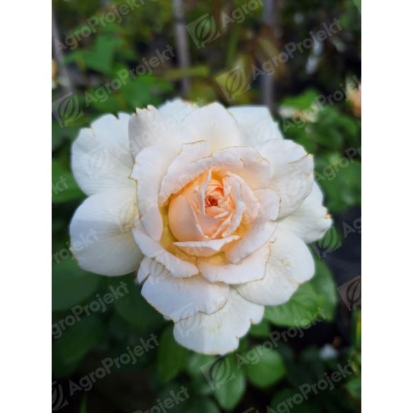 Róża wielkowiatowa 'Chandos Beauty' Róża wielkowiatowa 'Chandos Beauty'