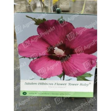 Hibiskus syryjski FLOWER TOWER RUBY