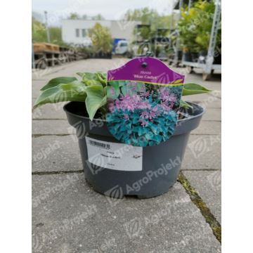 Funkia, hosta 'Blue Cadet'