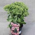 Rozchodnik 'Herbstfreude'