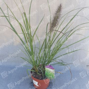 Rozplenica japońska 'Moudry'
