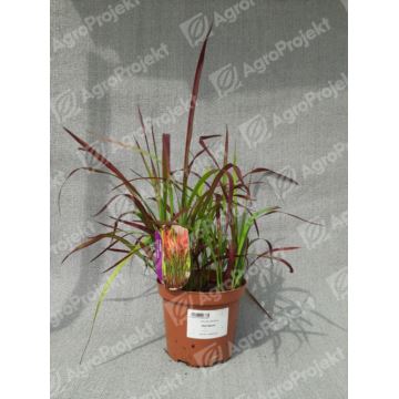 Imperata cylindryczna 'Red Baron'