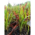 Imperata cylindryczna 'Red Baron'