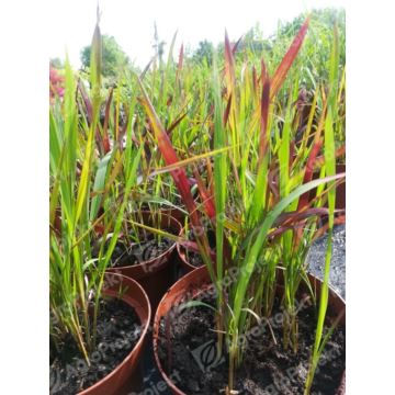 Imperata cylindryczna 'Red Baron'
