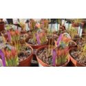 Imperata cylindryczna 'Red Baron'