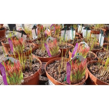 Imperata cylindryczna 'Red Baron'