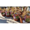 Imperata cylindryczna 'Red Baron'