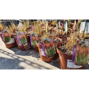 Imperata cylindryczna 'Red Baron'
