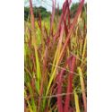 Imperata cylindryczna 'Red Baron'