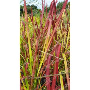 Imperata cylindryczna 'Red Baron'