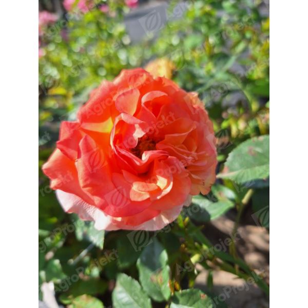 Róża wielkokwiatowa seria Sunflor 'Ibiza' Róża wielkokwiatowa seria Sunflor 'Ibiza'