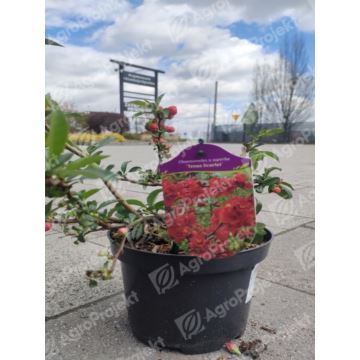 Pigwowiec pośredni 'Texas Scarlet'