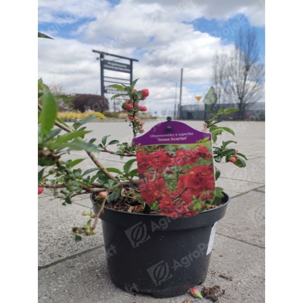Pigwowiec pośredni 'Texas Scarlet'