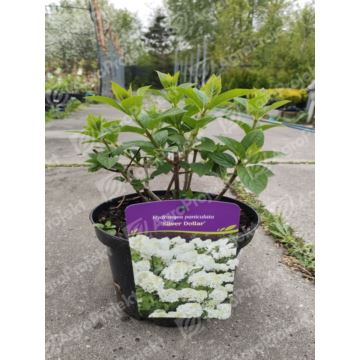 Hortensja bukietowa 'Silver Dollar'