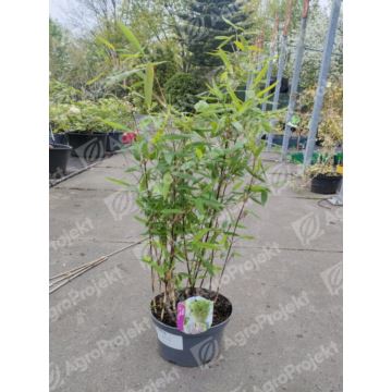 Bambus 'Black Pear'