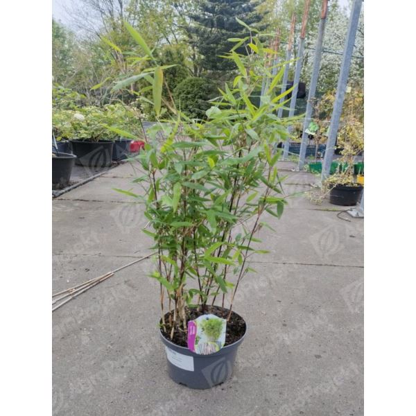 Bambus 'Black Pear' Bambus 'Black Pear'