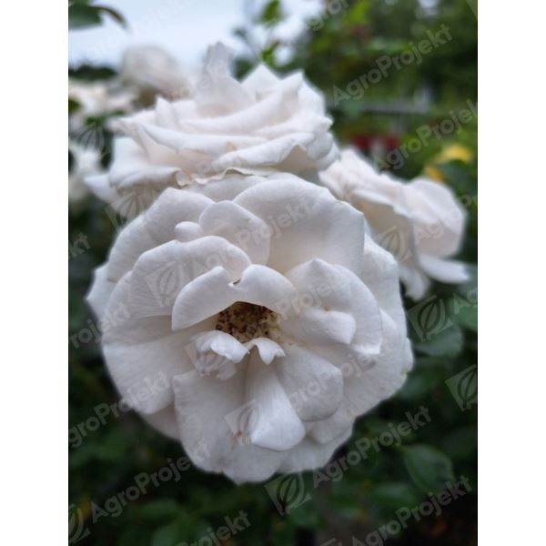Róża okrywowa seria CITYFLOR 'Aspirin Rose' Róża okrywowa seria CITYFLOR 'Aspirin Rose'