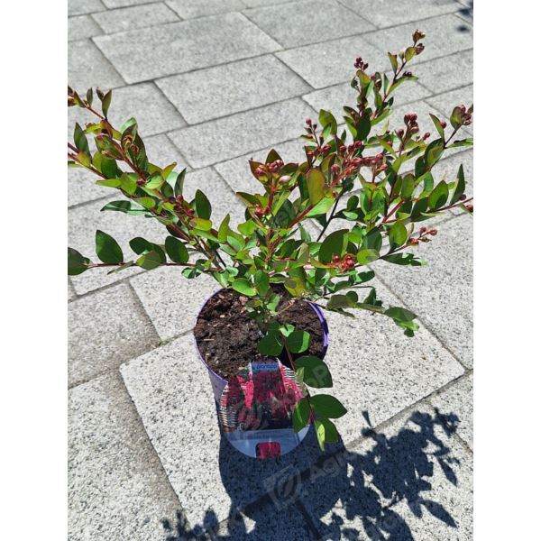 Lagerstremia indyjska 'With Love Kiss' Lagerstremia indyjska 'With Love Kiss'