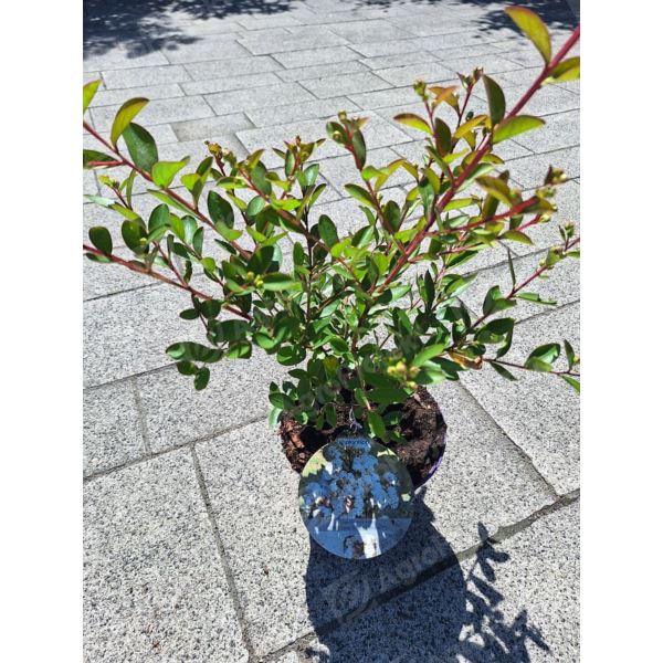 Lagerstremia indyjska 'With Love Virgin'