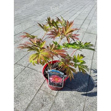Piwonia Itoh 'Julia Rose'