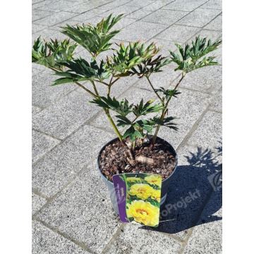 Piwonia Itoh 'Bartzella'
