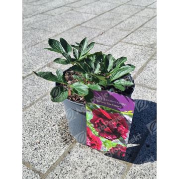 Piwonia chińska 'Henry Bockstoce'