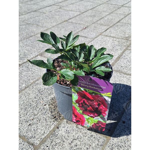 Piwonia chińska 'Henry Bockstoce' Piwonia chińska 'Henry Bockstoce'
