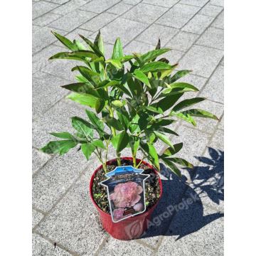 Piwonia chińska 'Chiffon Parfait'