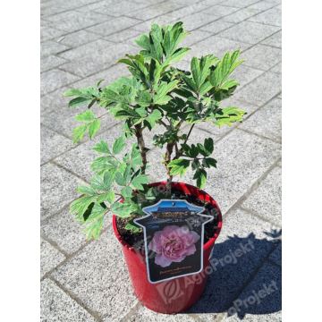 Piwonia drzewiasta 'Hanakisoi'