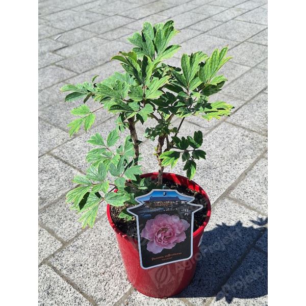 Piwonia drzewiasta 'Hanakisoi'
