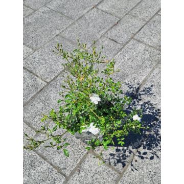 Róża okrywowa 'White Fairy'