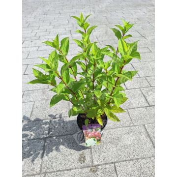 Hortensja bukietowa MAGICAL CANDLE 'Bokraflame'