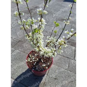 Judaszowiec chiński 'Shirobana'